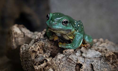 magnificent tree frog