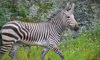 Hartmann’s Mountain Zebra