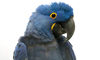 hyacinth macaw