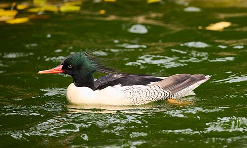 Scaly-Sided Merganser swimming