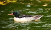 Scaly-Sided Merganser swimming