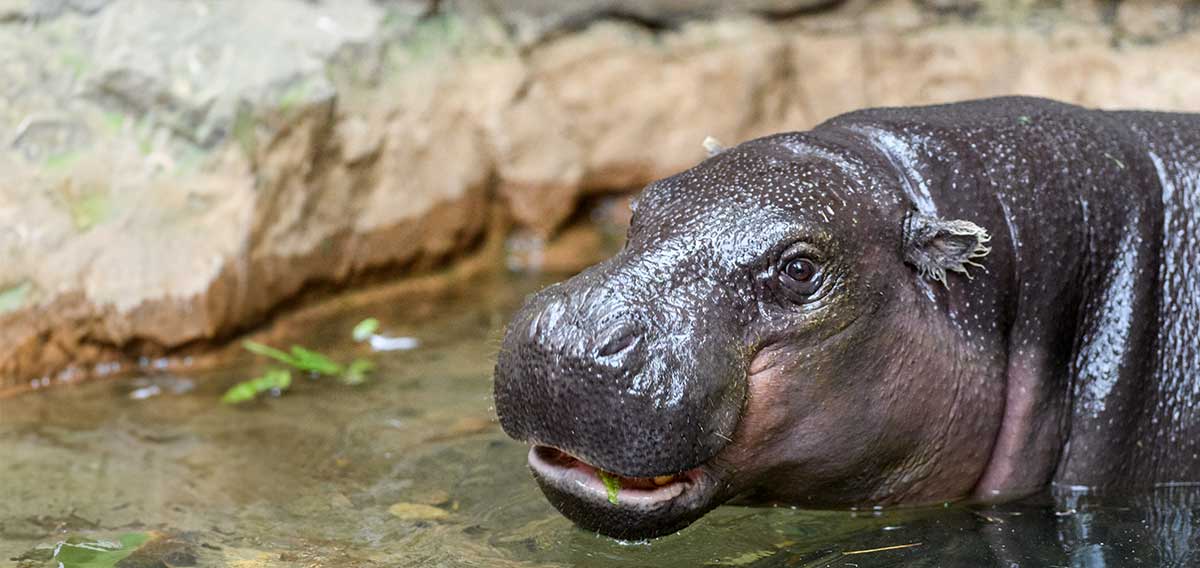 hippo in the water