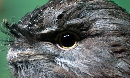 tawny frogmouth