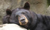 black bear
