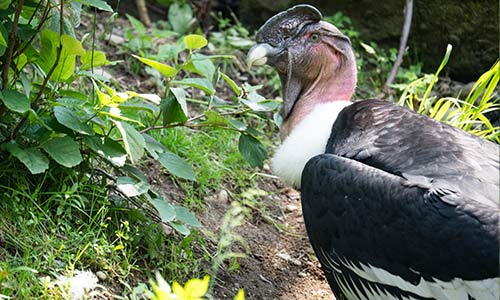 Andean condor