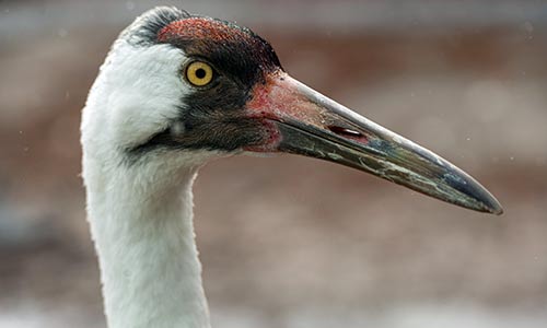 whooping crane