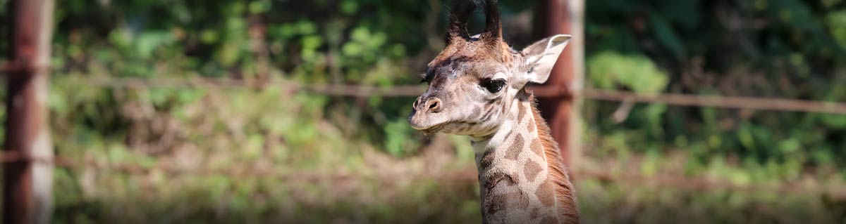 baby giraffe making his exhibit debut