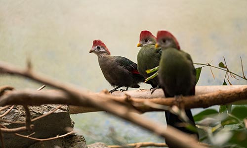 red-crested turaco
