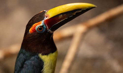 green aracari