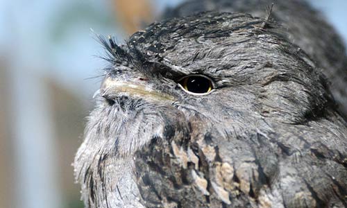 tawny frogmouth