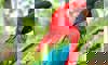 scarlet macaw
