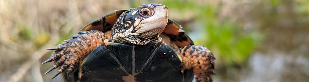 spotted turtle