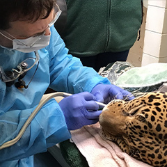 jaguar receiving dental exam