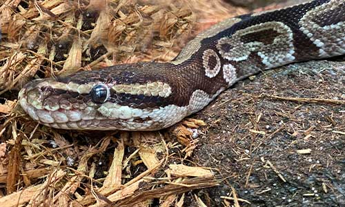 ball python