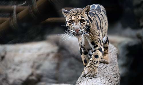 clouded leopard
