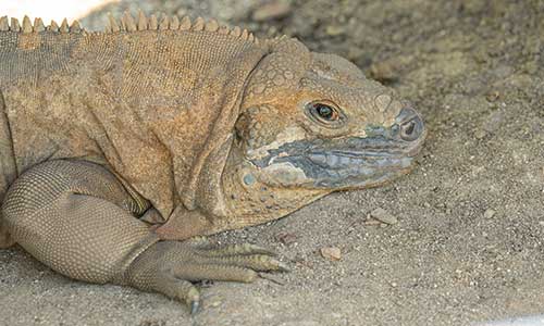 Jamaican iguana